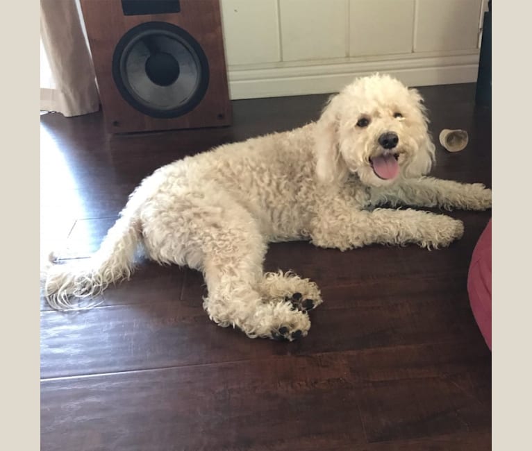 Photo of Charlie, a Poodle (Small), Maltese, Cocker Spaniel, and Mixed mix in California, USA