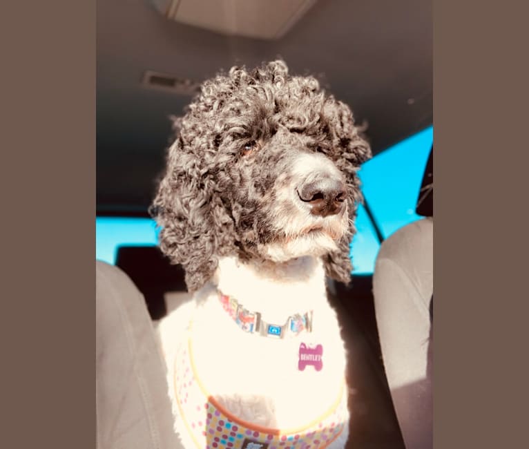 Benjamin Benji Bentley Benson, a Poodle (Standard) tested with EmbarkVet.com