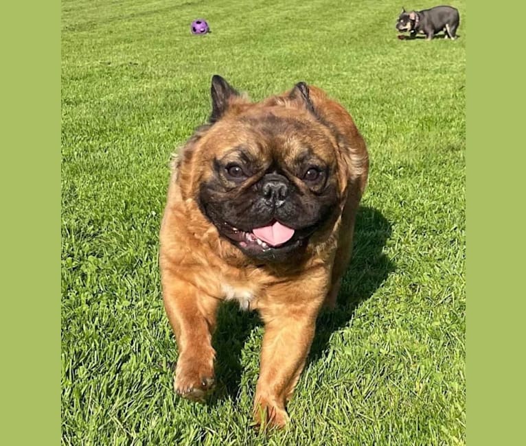Photo of Samsquanch of BatPig Manor, a French Bulldog  in Hamilton, ON, Canada