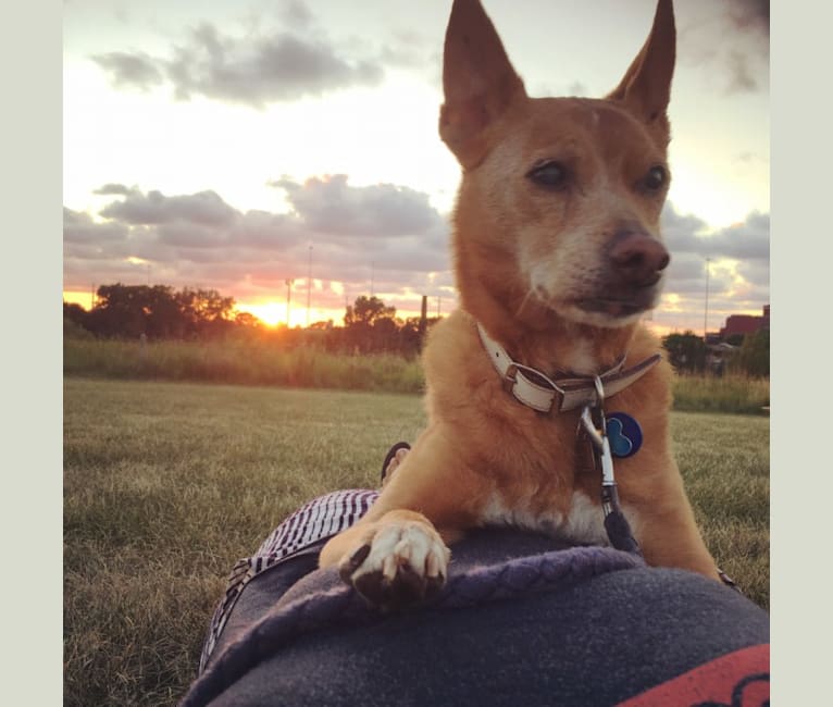 Aidan, a Chihuahua and German Shepherd Dog mix tested with EmbarkVet.com