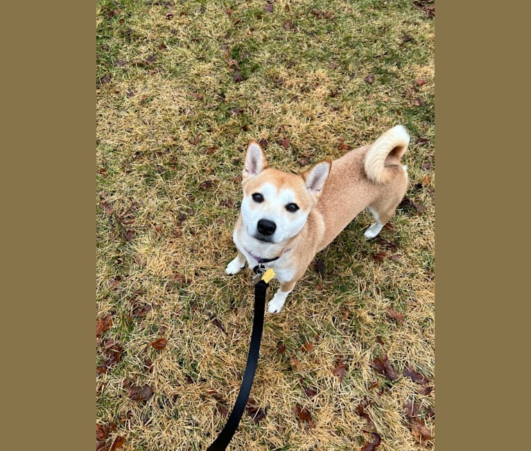 Nala, a Shiba Inu tested with EmbarkVet.com