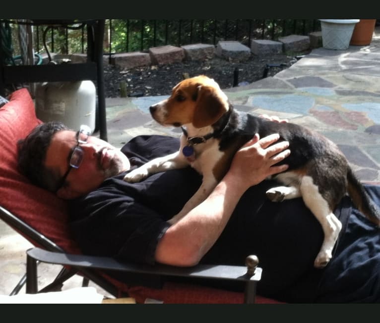 Niko, a Beagle tested with EmbarkVet.com