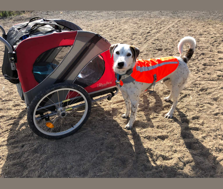 Sherlock, an Australian Cattle Dog and Poodle (Standard) mix tested with EmbarkVet.com