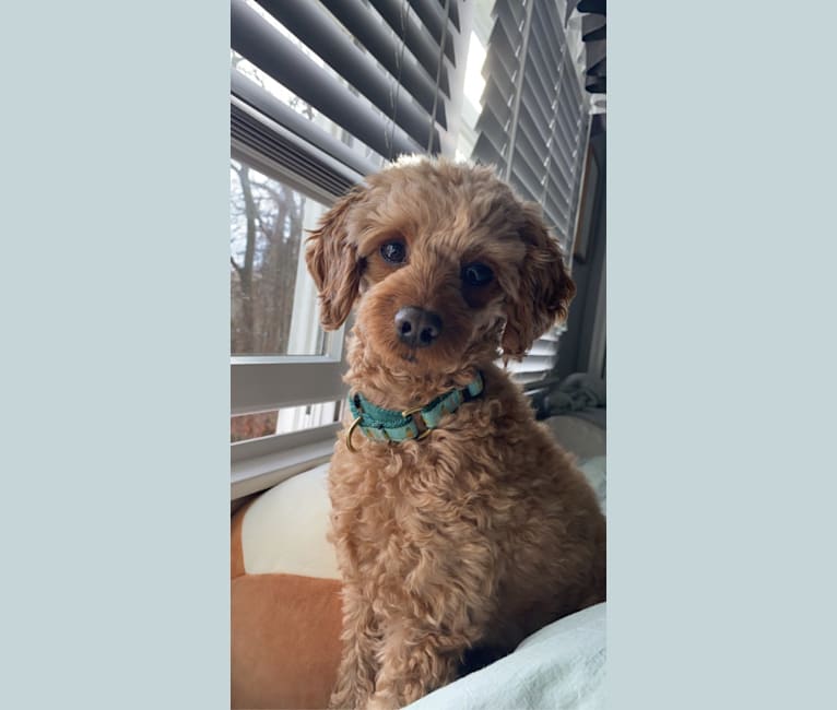 tucker, a Poodle (Small) and Cocker Spaniel mix tested with EmbarkVet.com