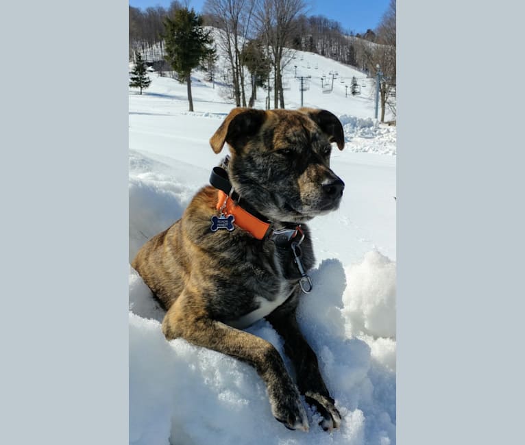 Roadie, a Labrador Retriever and Rottweiler mix tested with EmbarkVet.com