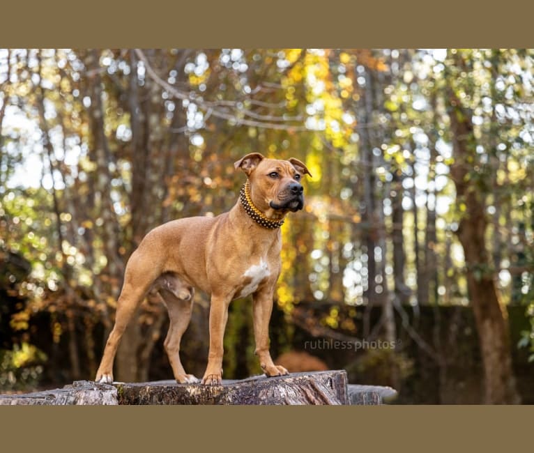 Ginger Ninja, a Staffordshire Bull Terrier and Boxer mix tested with EmbarkVet.com