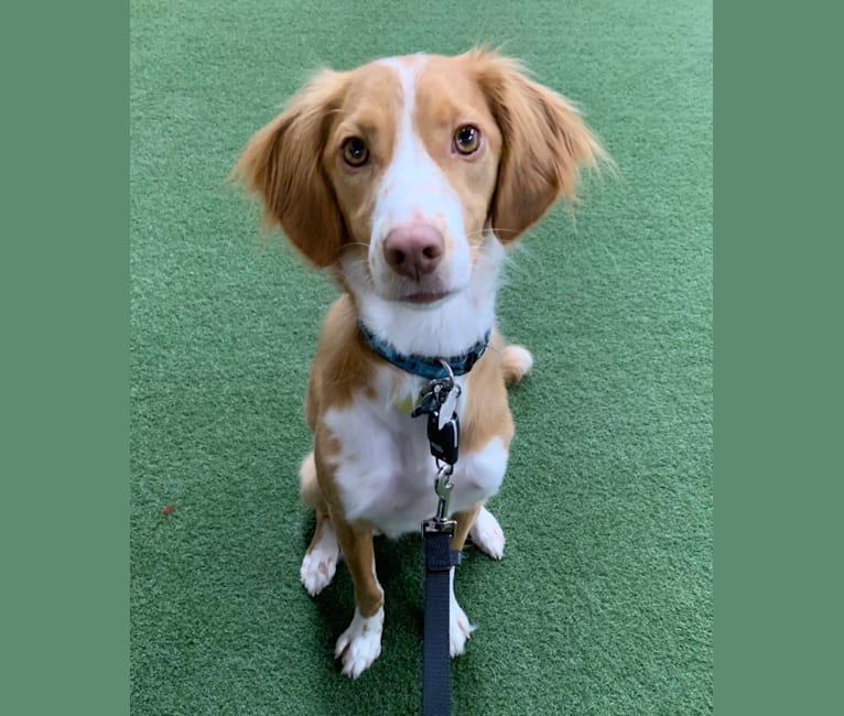 Rusty, a Brittany and Beagle mix tested with EmbarkVet.com