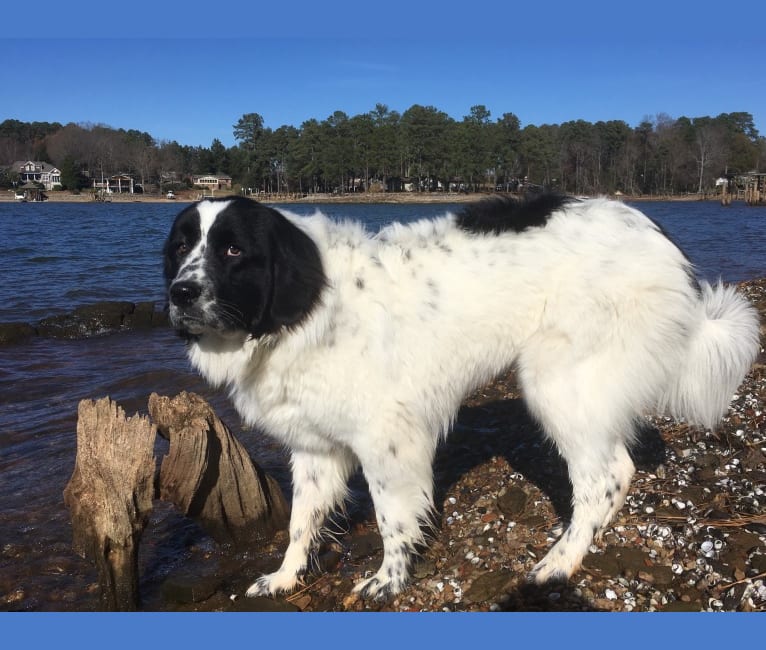 half newfoundland half great pyrenees