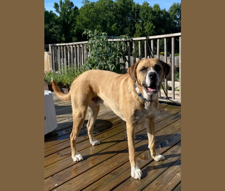 Scout, a Great Pyrenees and Treeing Walker Coonhound mix tested with EmbarkVet.com