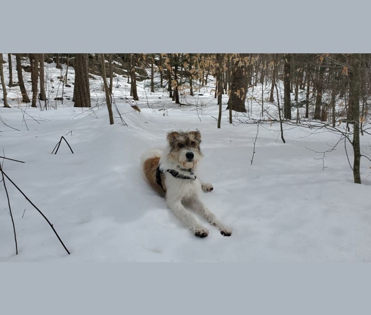 Photo of Aleksei Lundgårdh, an Eastern European Village Dog  in Russia
