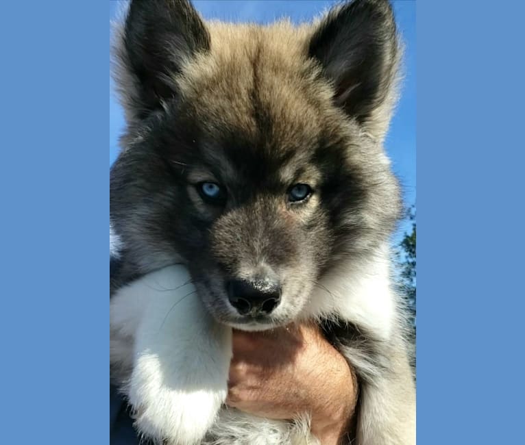 KYLO, a Siberian Husky tested with EmbarkVet.com