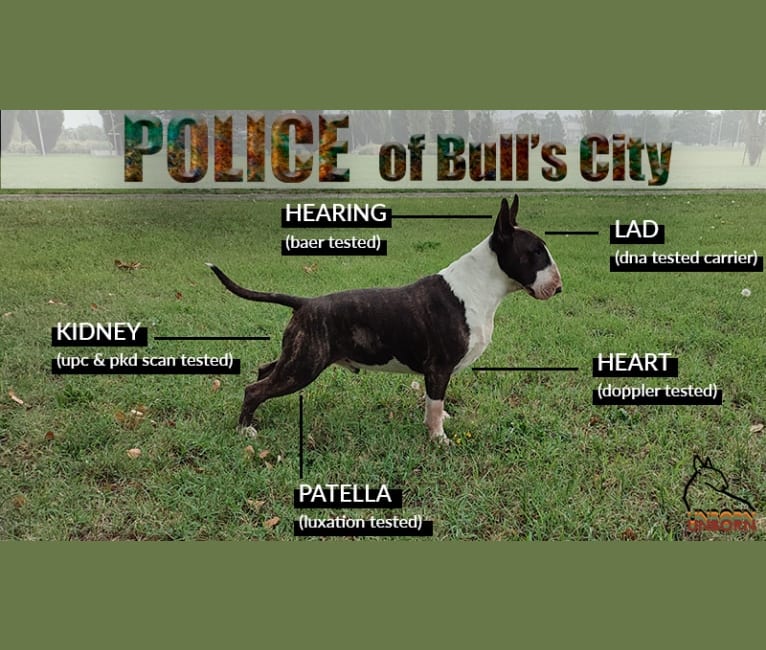 Police of Bull's City, a Bull Terrier tested with EmbarkVet.com