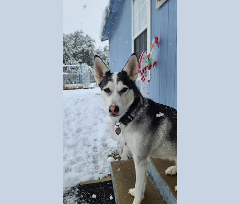 Anna, a Siberian Husky and American Pit Bull Terrier mix tested with EmbarkVet.com