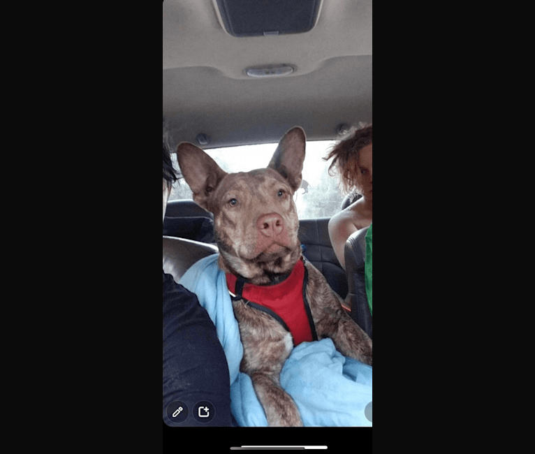 Duke, an American Pit Bull Terrier and Siberian Husky mix tested with EmbarkVet.com
