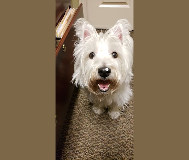 Aspen, a West Highland White Terrier tested with EmbarkVet.com