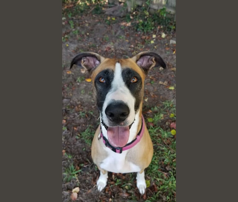 Rizzo, a Great Dane and German Shepherd Dog mix tested with EmbarkVet.com