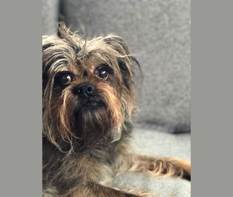 Rufus, a Brussels Griffon tested with EmbarkVet.com