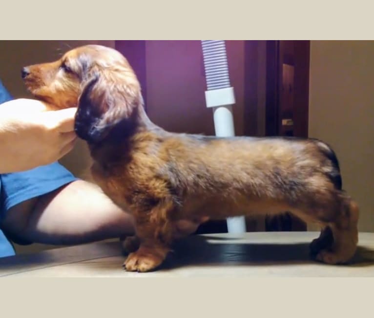 Rabows Sum Of Reality ML, a Dachshund tested with EmbarkVet.com