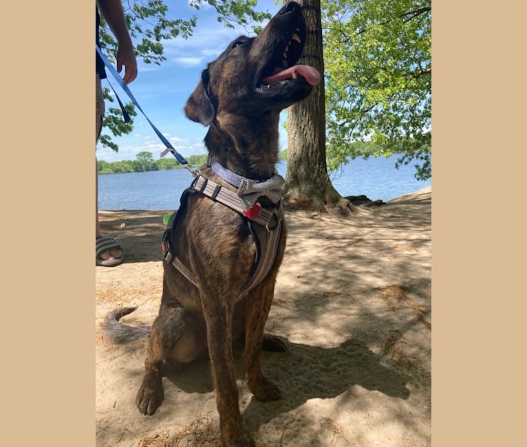 Rascal Fats, a Mountain Cur and Labrador Retriever mix tested with EmbarkVet.com