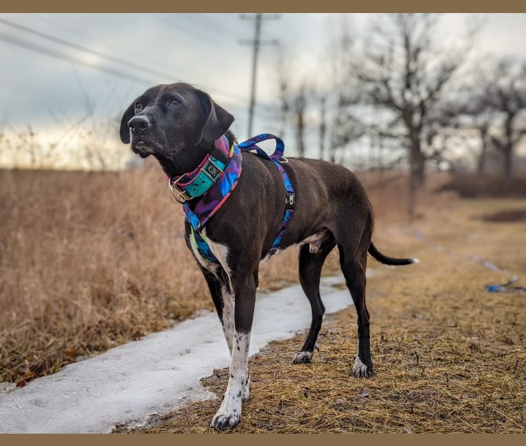 Oakley, an American Pit Bull Terrier and Great Pyrenees mix tested with EmbarkVet.com