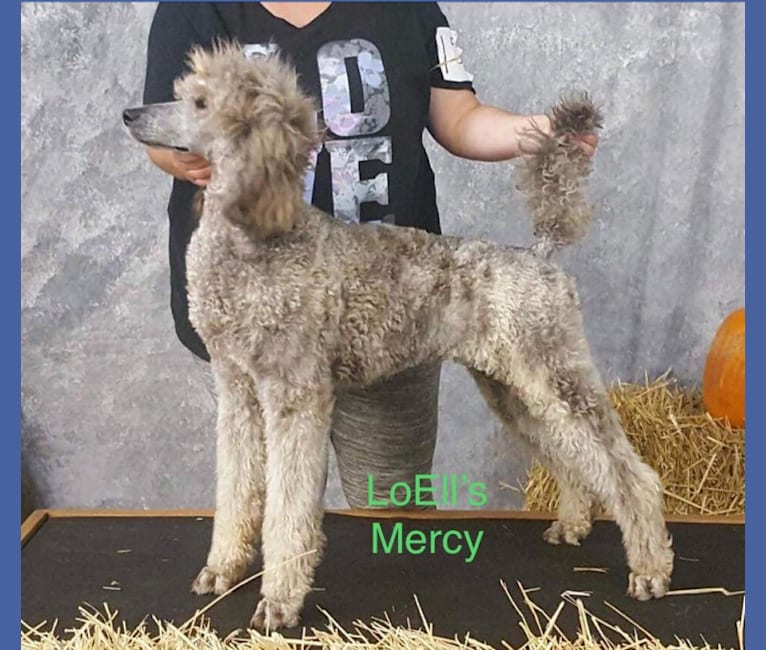 loells standard poodles