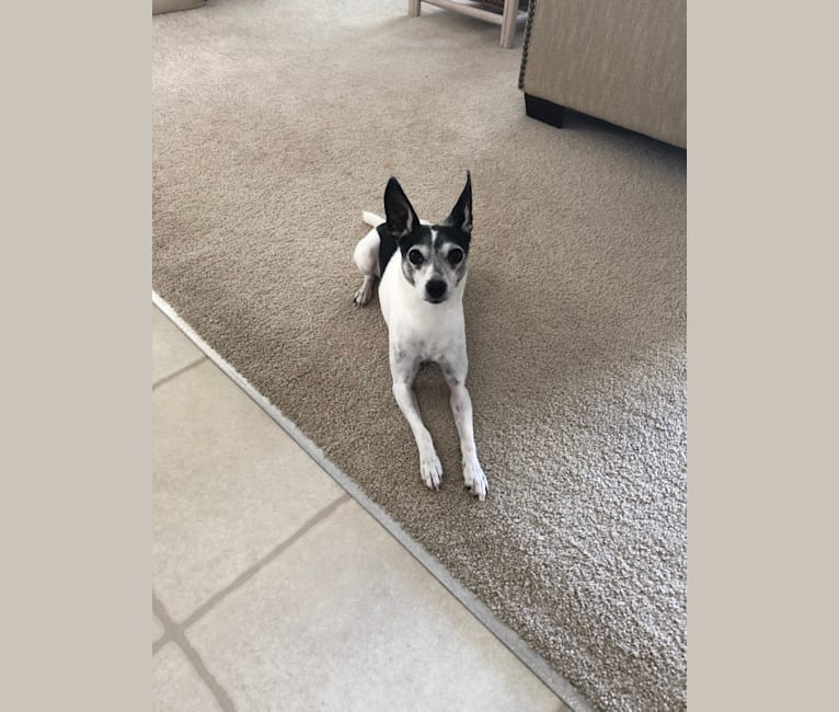 Eddie, a Rat Terrier and Boston Terrier mix tested with EmbarkVet.com