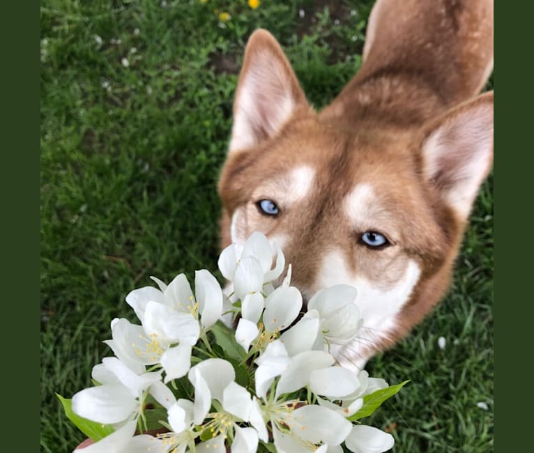 Asha, a Siberian Husky and German Shepherd Dog mix tested with EmbarkVet.com