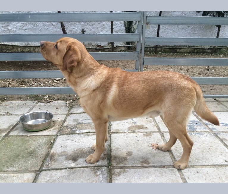 Najac, a Labrador Retriever tested with EmbarkVet.com
