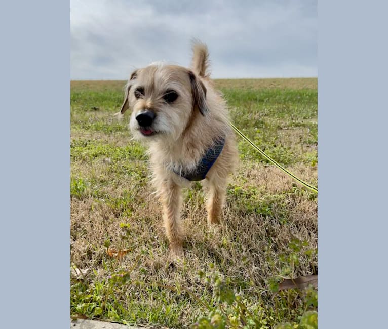 Photo of Sprocket, a Bichon Frise, Lhasa Apso, Dachshund, Poodle (Small), Cocker Spaniel, Chihuahua, and Shih Tzu mix in Louisville, Tennessee, USA