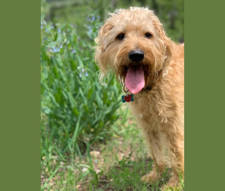 Rufus, a Poodle (Small) and Golden Retriever mix tested with EmbarkVet.com