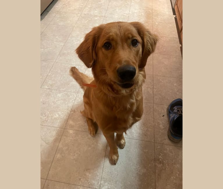 Harper, a Golden Retriever tested with EmbarkVet.com