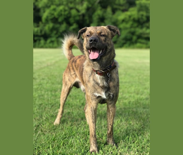 Embark Dog DNA Test Breed