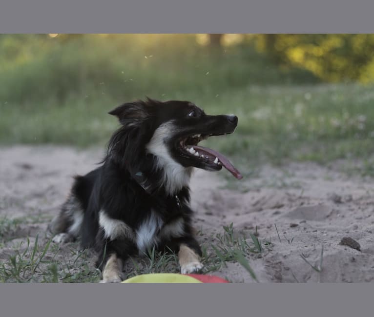 Cooper, an English Shepherd and Pomeranian mix tested with EmbarkVet.com