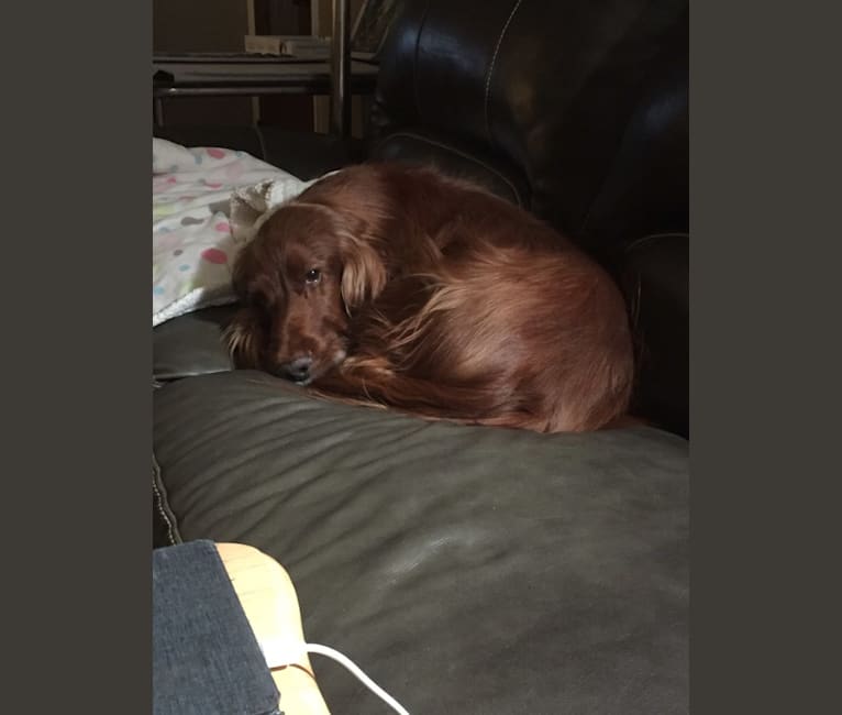 Emmet, an Irish Setter tested with EmbarkVet.com