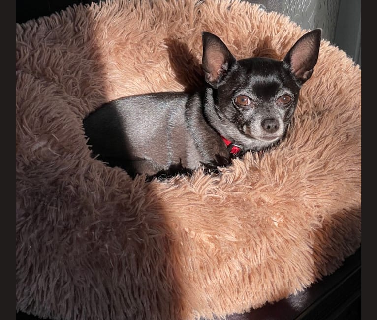 Tango, a Chihuahua tested with EmbarkVet.com