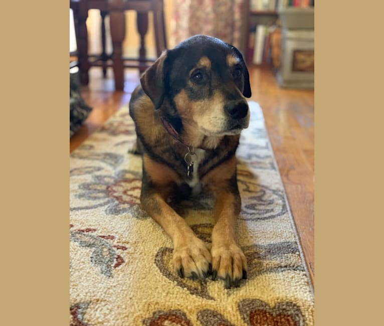 Irie, a Rottweiler and American Pit Bull Terrier mix tested with EmbarkVet.com