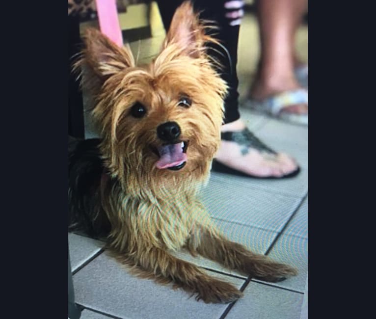 Photo of Charlie, a Yorkshire Terrier and Bichon Frise mix
