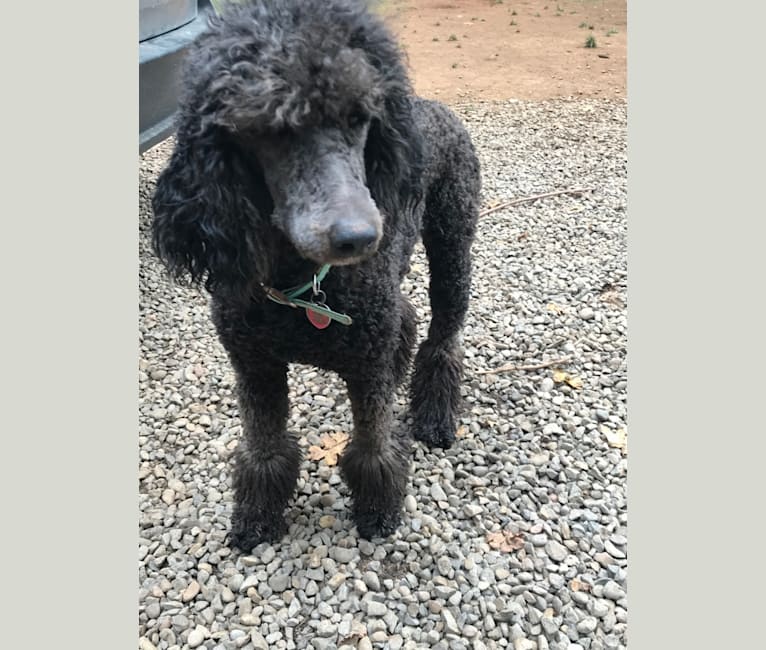 Scarlet, a Poodle (Standard) tested with EmbarkVet.com