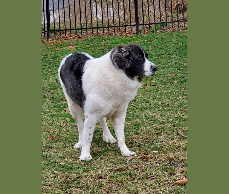 Isabel, a Pyrenean Mastiff tested with EmbarkVet.com