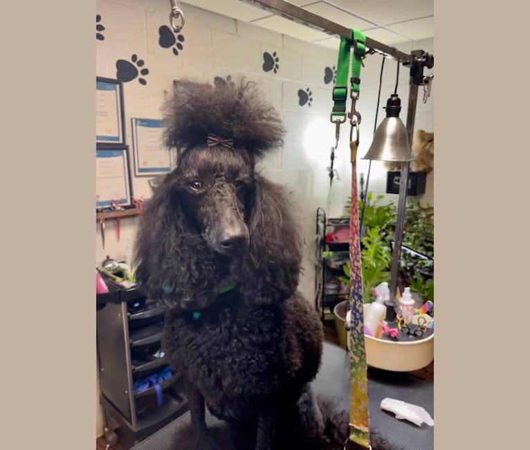 Paisley Chenille Hardinger, a Poodle (Standard) tested with EmbarkVet.com