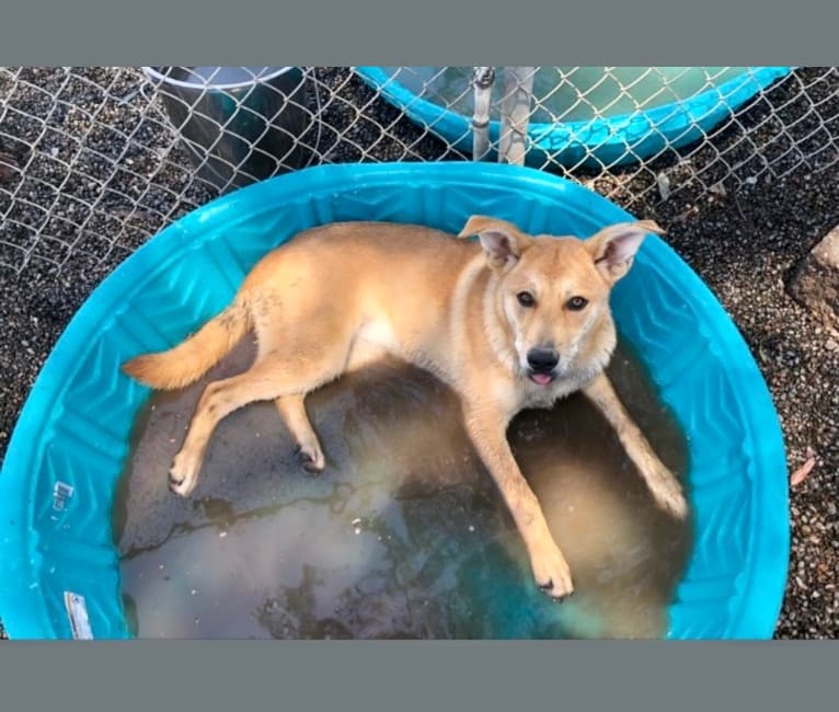 Ellie, a German Shepherd Dog and American Pit Bull Terrier mix tested with EmbarkVet.com