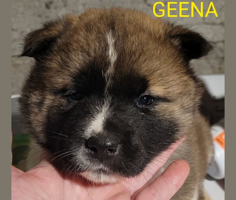 Geena, an Akita tested with EmbarkVet.com