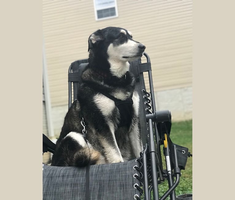 Keira, an Alaskan Malamute and Siberian Husky mix tested with EmbarkVet.com