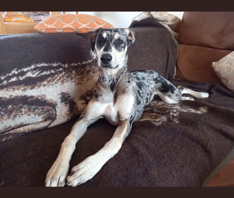 Arlo, a Greyhound and Saluki mix tested with EmbarkVet.com