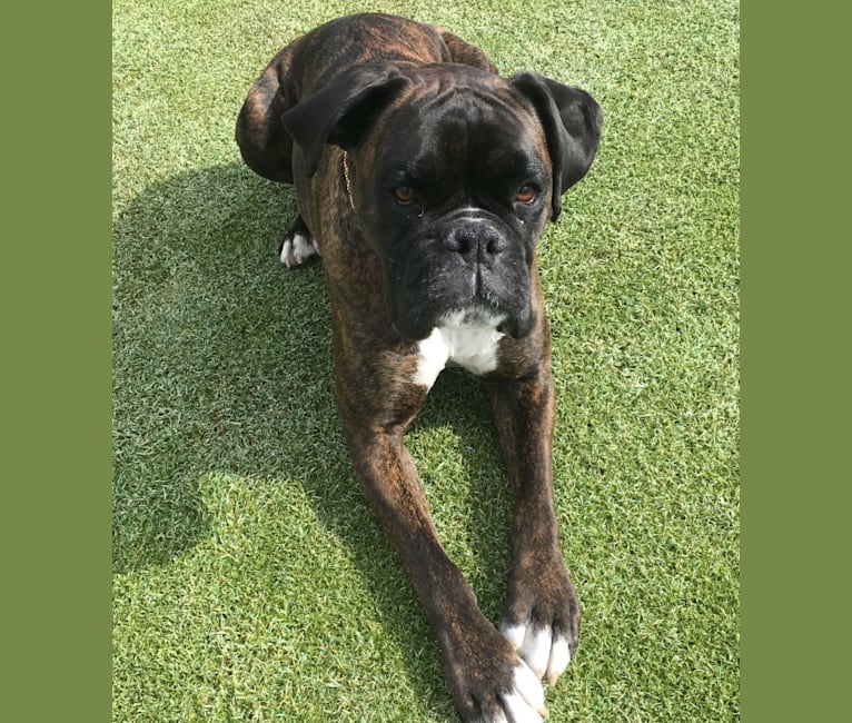 Murray, a Boxer tested with EmbarkVet.com