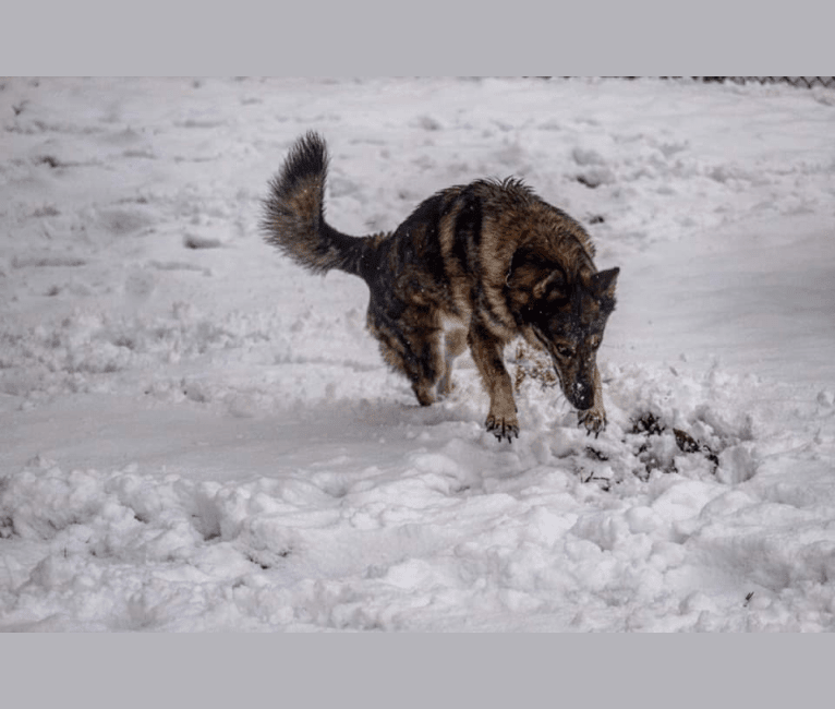 Riley, a German Shepherd Dog and Siberian Husky mix tested with EmbarkVet.com