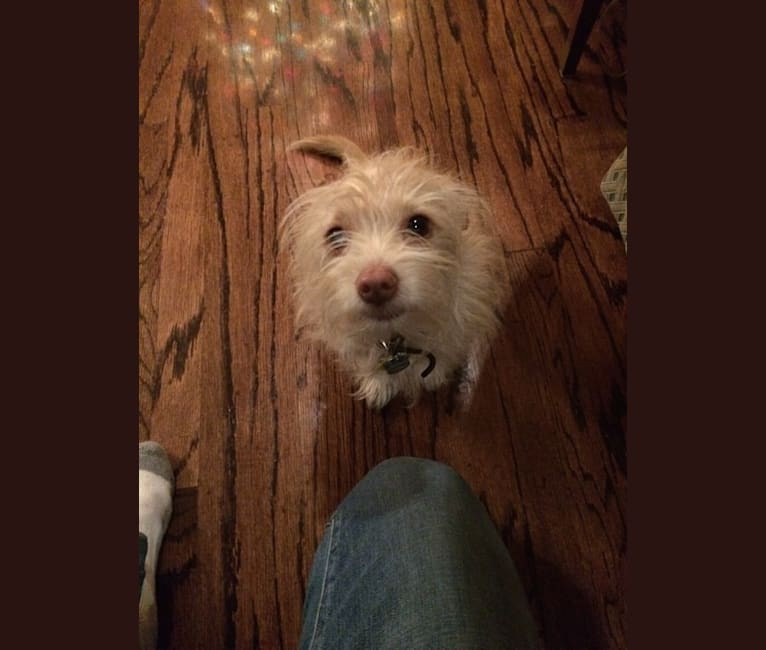 Papillon schnauzer cheap mix