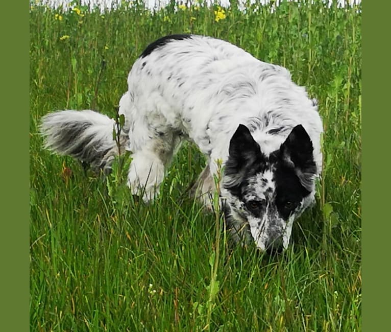 Photo of Mysticals, a Border Collie  in null