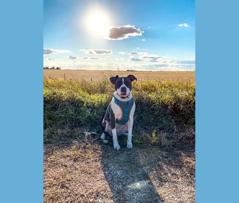 Sul, an American Bully and American Pit Bull Terrier mix tested with EmbarkVet.com