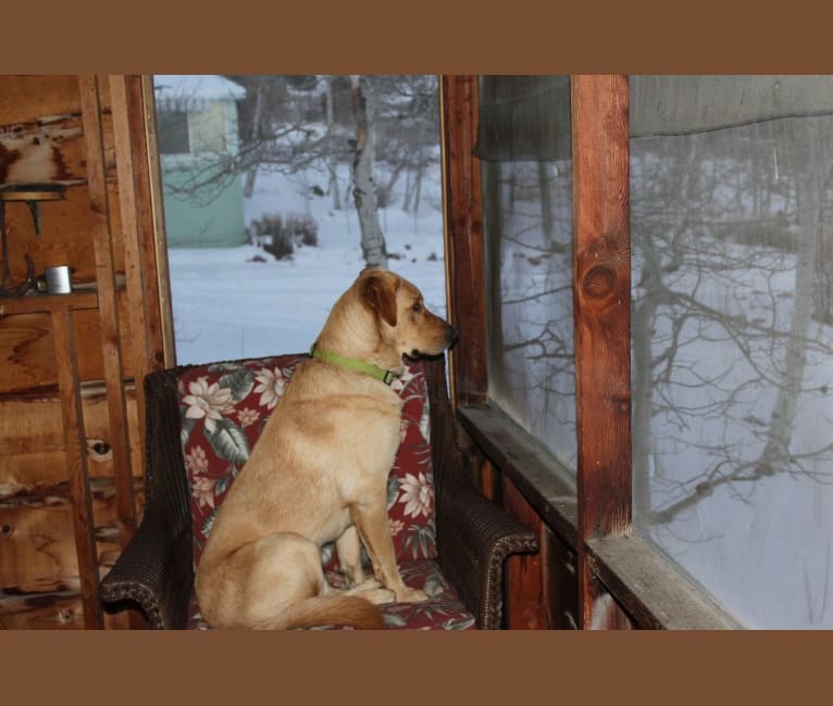 Brody, a Golden Retriever and German Shepherd Dog mix tested with EmbarkVet.com